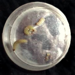 hulda clark zapper parasites